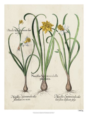 Besler Narcissus I by Basilius Besler art print