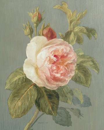 Heirloom Pink Rose by Danhui Nai art print