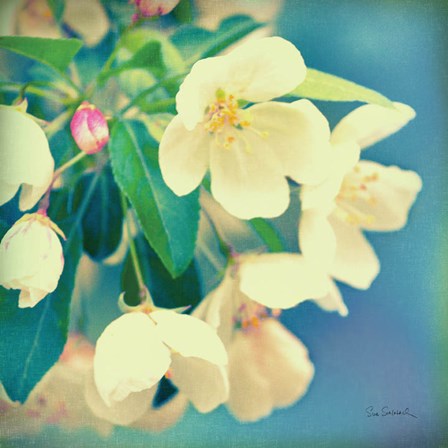 Natures Apple Blossom by Sue Schlabach art print