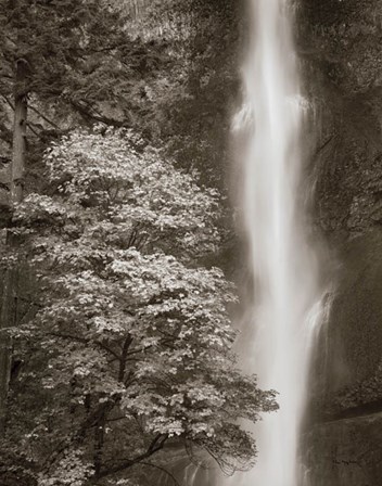 Multnomah Falls by Alan Majchrowicz art print