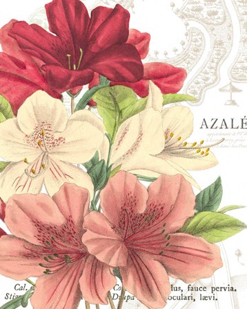 Azalee Jardin II by Wild Apple Portfolio art print