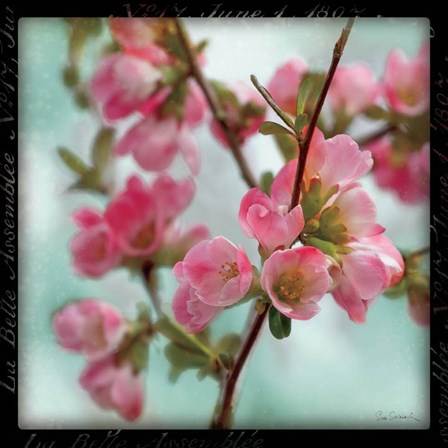Quince Blossoms II by Sue Schlabach art print