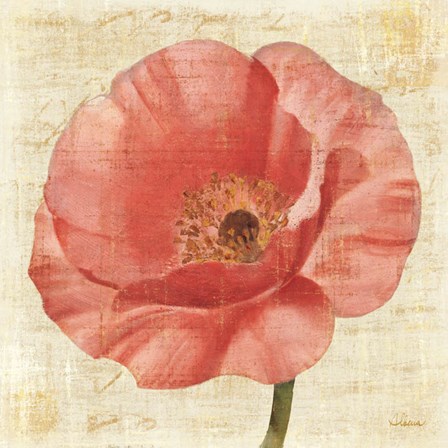 Blushing Poppy on Cream by Albena Hristova art print