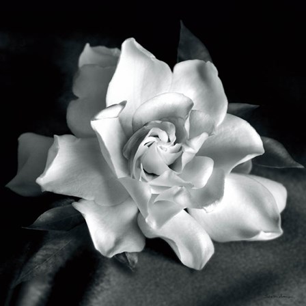 Gardenia by Debra Van Swearingen art print