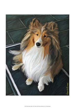 Sheltie Bred to Bark by Robert McClintock art print