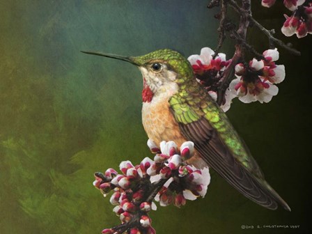 Hummer with Blossoms by Chris Vest art print