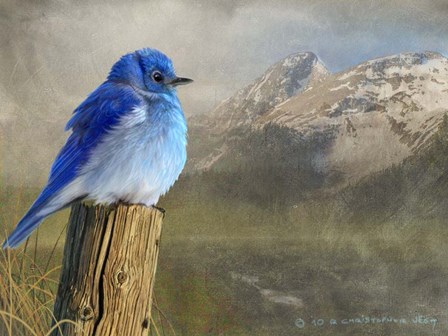 Mountain Blue Bird by Chris Vest art print