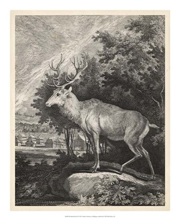 Woodland Deer II by J. e. Ridinger art print