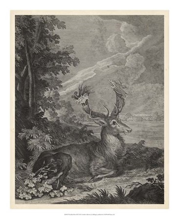 Woodland Deer III by J. e. Ridinger art print