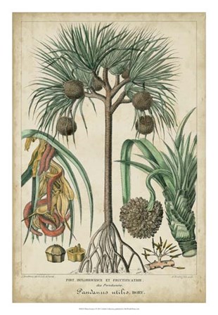 Palma Exotica I by Vision Studio art print