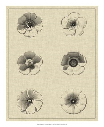 Floral Rosette I by Vision Studio art print