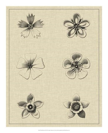 Floral Rosette II by Vision Studio art print