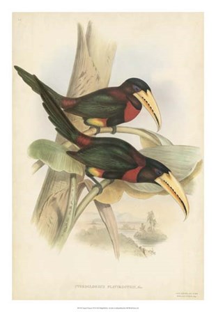 Tropical Toucans VII by John Gould art print
