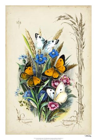 Victorian Butterfly Garden I by Vision Studio art print