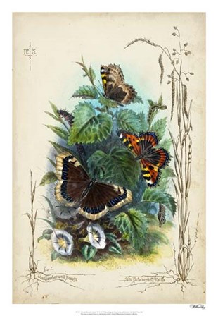 Victorian Butterfly Garden IV by Vision Studio art print