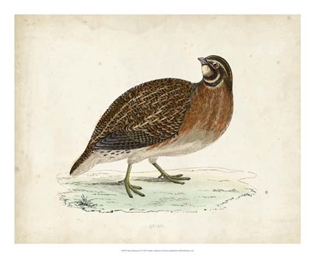 Morris Pheasants IV by Tom Morris art print