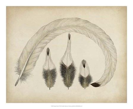 Vintage Feathers IV art print