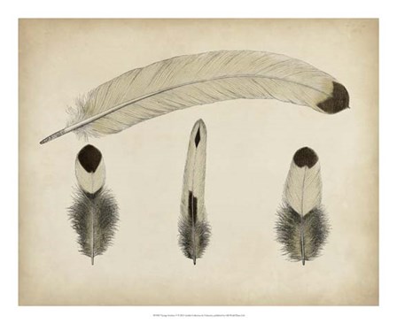 Vintage Feathers V art print