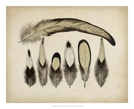 Vintage Feathers VII art print