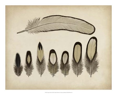 Vintage Feathers IX art print