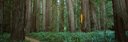 Jedediah Smith Redwoods State Park, California by Panoramic Images art print