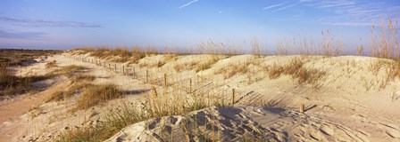 Sand dunes on the beach, Anastasia State Recreation Area, St. Augustine, St. Johns County, Florida, USA by Panoramic Images art print