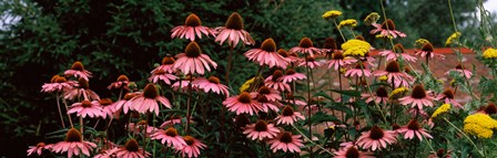 Eastern Purple coneflower (Echinacea purpurea) in a forest by Panoramic Images art print