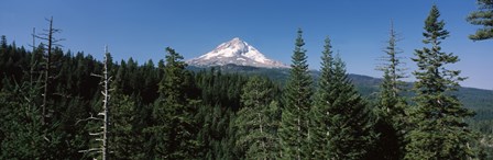 Trees in a forest with mountain in the background, Mt Hood National Forest, Hood River County, Oregon, USA by Panoramic Images art print