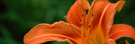 Close-up of Orange Daylily (Hemerocallis fulva) by Panoramic Images art print
