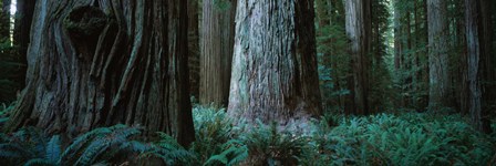 Redwood Trees and Ferns, California by Panoramic Images art print