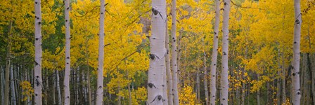 Aspen Trees in Telluride, Colorado by Panoramic Images art print