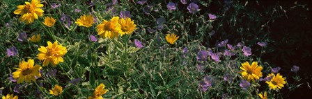 Flowers in a botanical garden, Buffalo And Erie County Botanical Gardens, Buffalo, Erie County, New York State by Panoramic Images art print