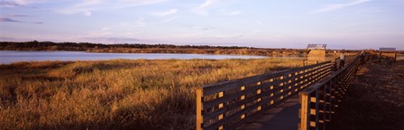 Boardwalk in a state park, Myakka River State Park, Sarasota, Sarasota County, Florida, USA by Panoramic Images art print