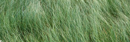 Grass in the field, Adirondack Mountains, New York State, USA by Panoramic Images art print