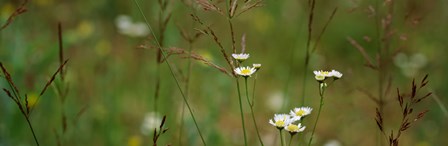 Wildflowers in a field by Panoramic Images art print