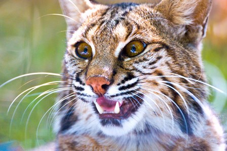 Close-up of a Bobcat (Lynx rufus) by Panoramic Images art print