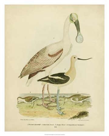 Antique Spoonbill &amp; Sandpipers by Alexander Wilson art print