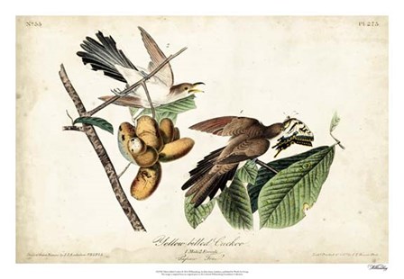 Yellow-billed Cuckoo by John James Audubon art print