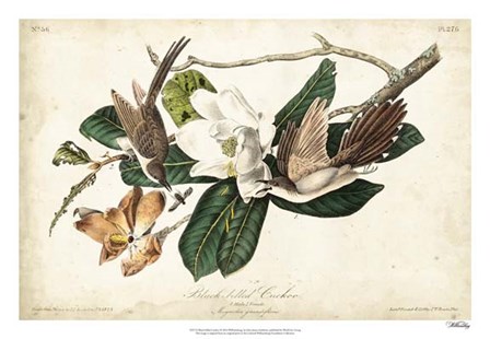 Black-billed Cuckoo by John James Audubon art print