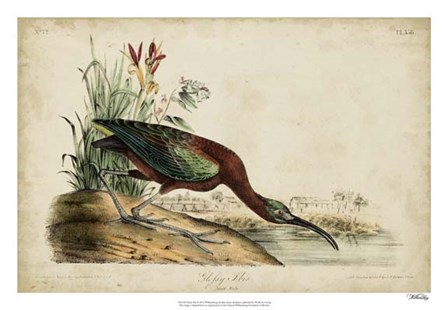 Glossy Ibis by John James Audubon art print