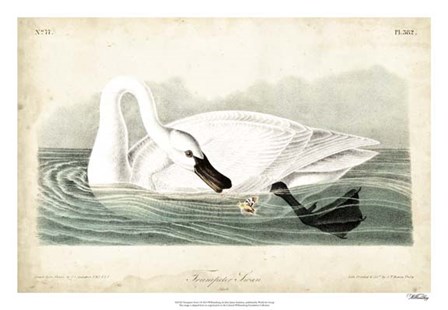 Trumpeter Swan I by John James Audubon art print