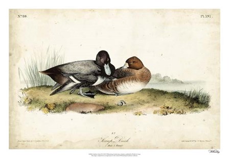 Audubon Ducks IV by John James Audubon art print