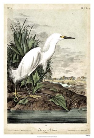 Snowy Heron by John James Audubon art print