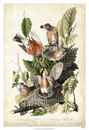 Audubon&#39;s American Robin by John James Audubon art print