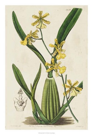 Spring Orchid IV by Kenneth Ridgeway art print