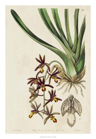Spring Orchid V by Kenneth Ridgeway art print