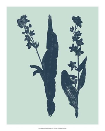 Indigo &amp; Mint Botanical Study VIII by Vision Studio art print