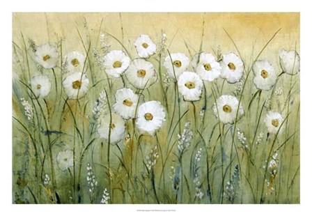 Daisy Spring I by Timothy O&#39;Toole art print