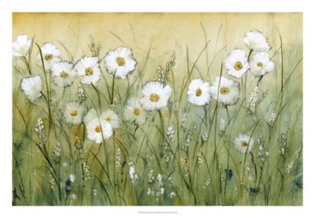 Daisy Spring II by Timothy O&#39;Toole art print