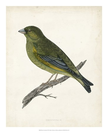 Greenfinch by Tom Morris art print